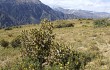 Anteprima di Austrocylindropuntia subulata