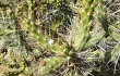 Preview photo Austrocylindropuntia subulata