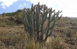 Preview photo Austrocylindropuntia subulata