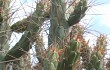 Anteprima di Austrocylindropuntia subulata