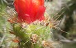 Preview photo Austrocylindropuntia subulata