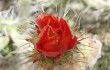 Anteprima di Austrocylindropuntia subulata