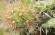 Vista previa de Austrocylindropuntia subulata