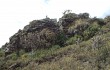 Anteprima di Austrocylindropuntia subulata