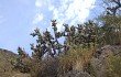 Vista previa de Austrocylindropuntia subulata