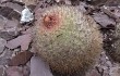 Anteprima di Parodia stuemeri