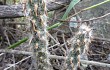 Anteprima di Austrocylindropuntia vestita