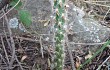 Anteprima di Austrocylindropuntia vestita