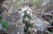 Anteprima di Austrocylindropuntia vestita