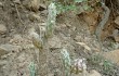 Anteprima di Austrocylindropuntia vestita