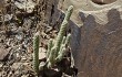 Preview photo Austrocylindropuntia vestita