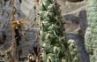 Preview photo Austrocylindropuntia vestita