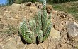 Vista previa de Austrocylindropuntia vestita