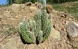 Anteprima di Austrocylindropuntia vestita