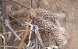 Preview photo Pterocactus tuberosus