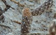 Anteprima di Pterocactus tuberosus