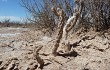 Vista previa de Pterocactus tuberosus