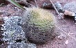 Preview photo Rebutia minuscula