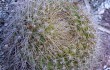 Anteprima di Rebutia minuscula