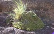 Preview photo Rebutia minuscula