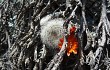 Preview photo Rebutia minuscula