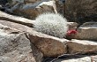 Preview photo Rebutia minuscula