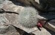 Anteprima di Rebutia minuscula