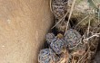 Preview photo Rebutia pygmaea