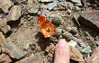 Preview photo Rebutia pygmaea