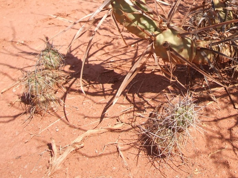 Photograph Tephrocactus alexanderi in habitat