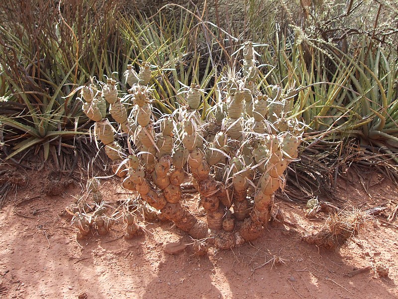Photograph Tephrocactus articulatus in habitat