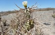 Anteprima di Tephrocactus articulatus