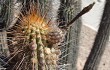 Preview photo Echinopsis weberbaueri