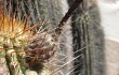 Anteprima di Echinopsis weberbaueri