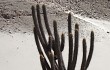 Vista previa de Echinopsis weberbaueri
