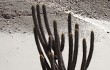 Preview photo Echinopsis weberbaueri