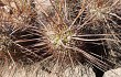 Preview photo Echinopsis nothochilensis