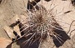 Preview photo Echinopsis nothochilensis