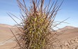 Anteprima di Echinopsis nothochilensis