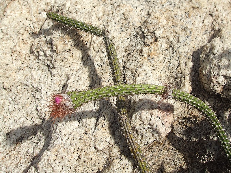 Fotografia di Arrojadoa penicillata in habitat