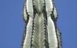 Anteprima di Cereus hildmannianus