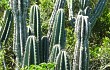 Preview photo Cereus hildmannianus