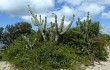 Preview photo Cereus hildmannianus