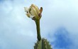 Preview photo Cereus hildmannianus