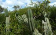 Preview photo Cereus hildmannianus