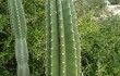Anteprima di Cereus hildmannianus