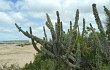 Preview photo Cereus hildmannianus