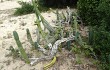 Preview photo Cereus hildmannianus