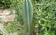 Preview photo Cereus hildmannianus