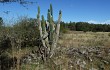 Preview photo Cereus hildmannianus